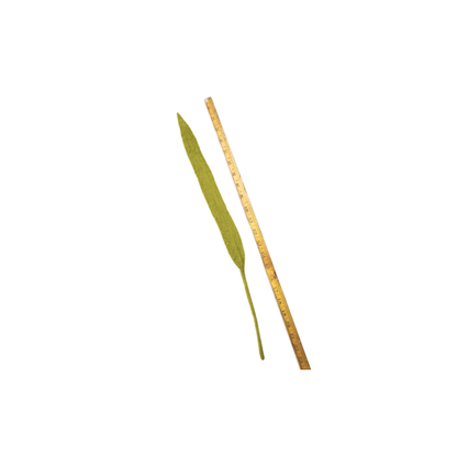 Felt Long Leaf